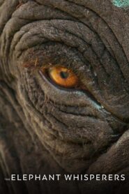 The Elephant Whisperers (2022) Hindi Dubbed 